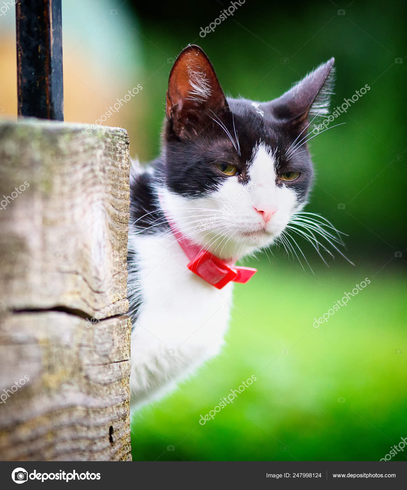 Chat Noir Blanc Semble Belle Herbe Fond Photographie Tutye C Chat Noir Blanc Semble Belle Herbe Fond Photographie Tutye C