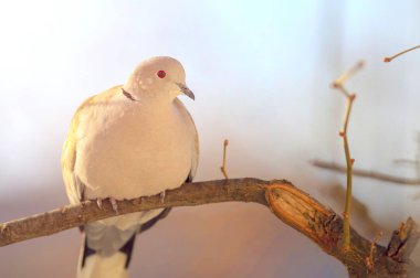 Pigeon kuş oturma üzerinde bir yaprak ağaç dalı yalnız gri