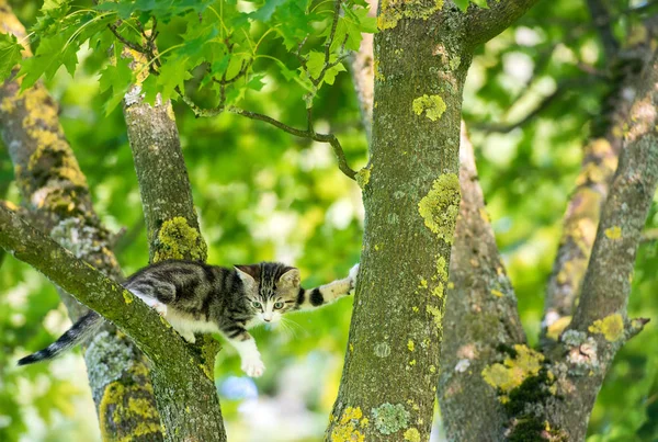 Lilla Katten Trädet — Stockfoto