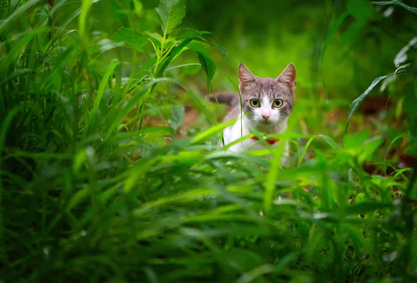 Yeşil Çim Meraklı Kedi — Stok fotoğraf
