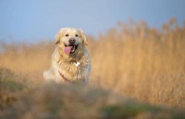 Bir atlama çalışan güzel altın geri almak