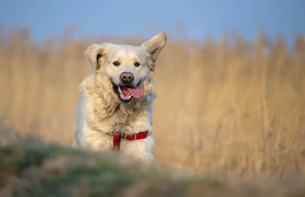 美丽的金毛猎犬跑跳 — 图库照片