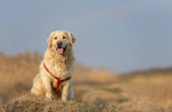 Πανέμορφο Πορτρέτο Του Ένα Golden Retriever — Φωτογραφία Αρχείου