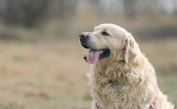 Bellezza Cane Golden Retriever Nel Parco — Foto Stock