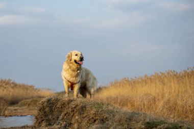 Güzel bir golden retriever portresi