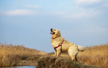 Güzel bir golden retriever portresi