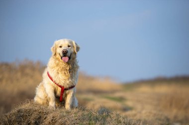 Güzel bir golden retriever portresi