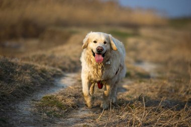 Golden Retriever çalışan ve sahada günbatımında atlama