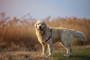 Güzel bir golden retriever portresi