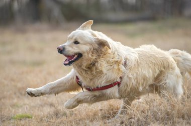 Golden Retriever çalışan ve sahada günbatımında atlama