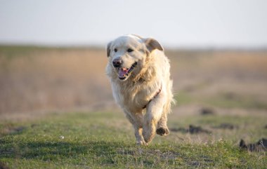 Golden Retriever çalışan ve sahada günbatımında atlama