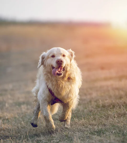 Golden Retriever Correndo Pulando Campo Pôr Sol — Fotografia de Stock