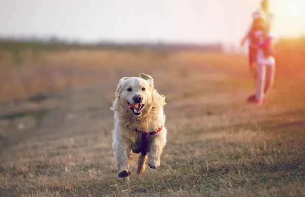 Golden Retriever Τρέξιμο Και Άλμα Στο Πεδίο Στο Ηλιοβασίλεμα — Φωτογραφία Αρχείου