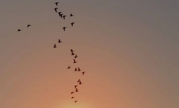 Gansos Feijão Voador Pôr Sol — Fotografia de Stock