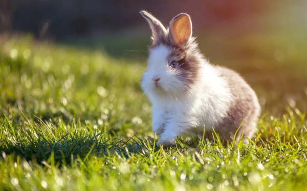 Pequeño Conejo Sobre Hierba Verde Día Primavera —  Fotos de Stock