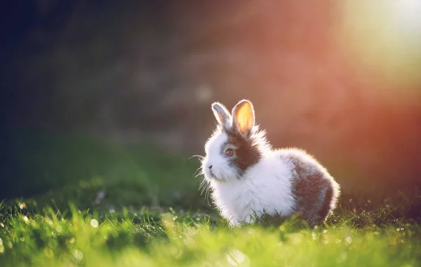Pequeño Conejo Sobre Hierba Verde Día Primavera —  Fotos de Stock