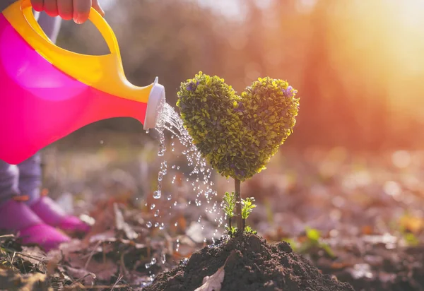 Niña Plantando Árbol Forma Corazón —  Fotos de Stock