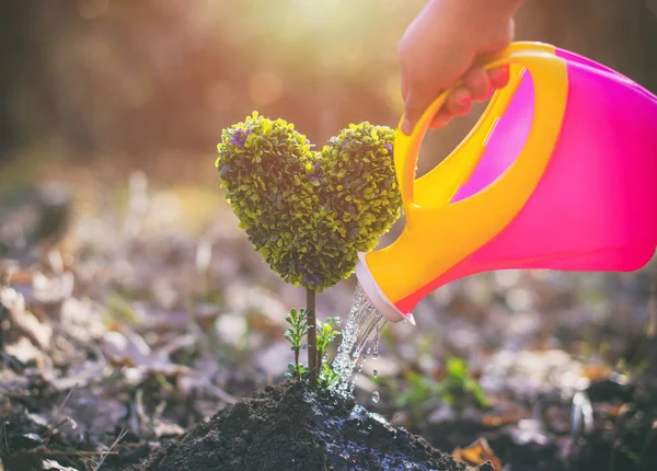 ハート型の木を植えることの小さな女の子 — ストック写真