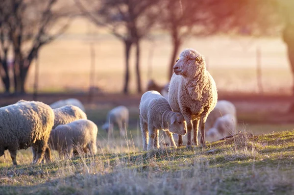 Овцы Ягненок Весной — стоковое фото