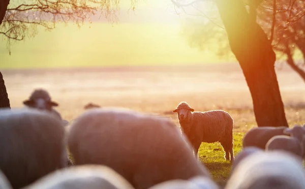Sprintime の夕日で羊の群れ — ストック写真