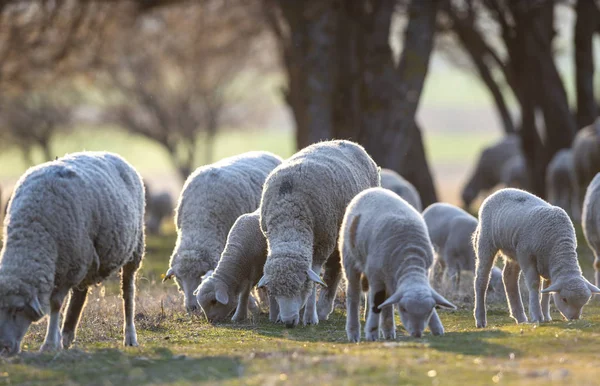 Flock Sheep Lamb Grazing Sunset — Stock Photo, Image