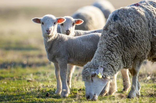 Cute Little Lambs Fresh Spring Green Meadow Sunrise — Stock Photo, Image