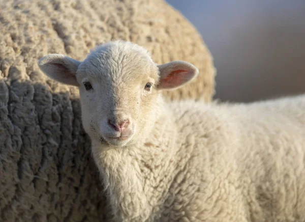 Porträtt Ett Litet Lamm — Stockfoto