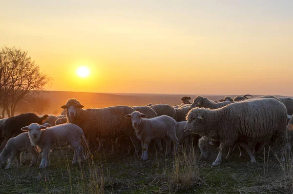 Gregge Pecore Tramonto Primavera — Foto Stock