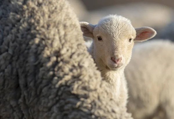 Little Lamb Ciekawy Przestraszony Hidding Jej Matka — Zdjęcie stockowe
