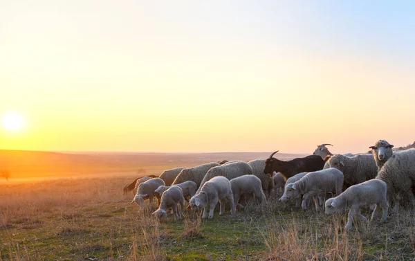 Κοπάδι Πρόβατα Στο Ηλιοβασίλεμα Sprintime — Φωτογραφία Αρχείου
