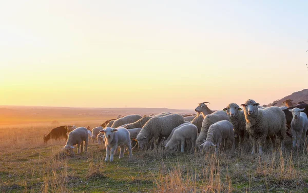 Flock Sheep Sunset Sprintime — Stock Photo, Image