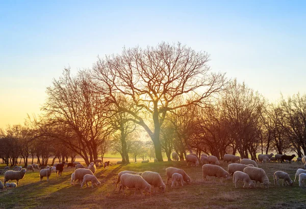 Flock Sheep Sunset Sprintime — Stock Photo, Image