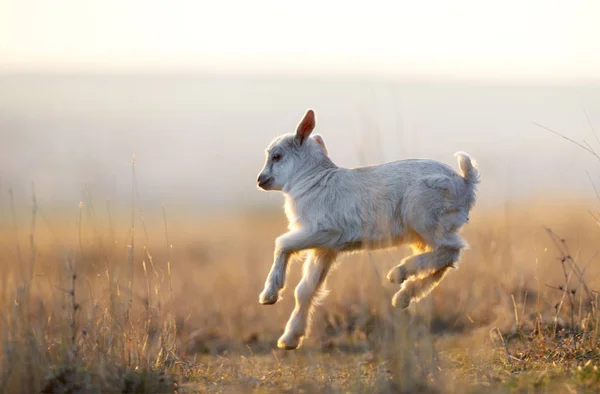 Schattig Yeanling Uitgevoerd Veld Bij Zonsondergang — Stockfoto