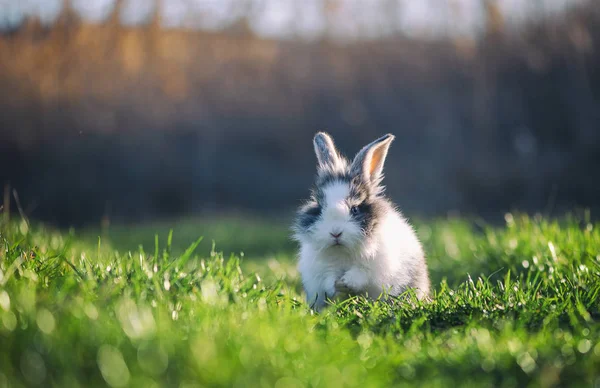 Pequeño Conejo Sobre Hierba Verde Día Primavera —  Fotos de Stock
