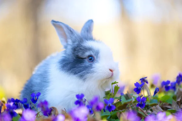 Little Rabbit Green Grass Spring Day — Stock Photo, Image