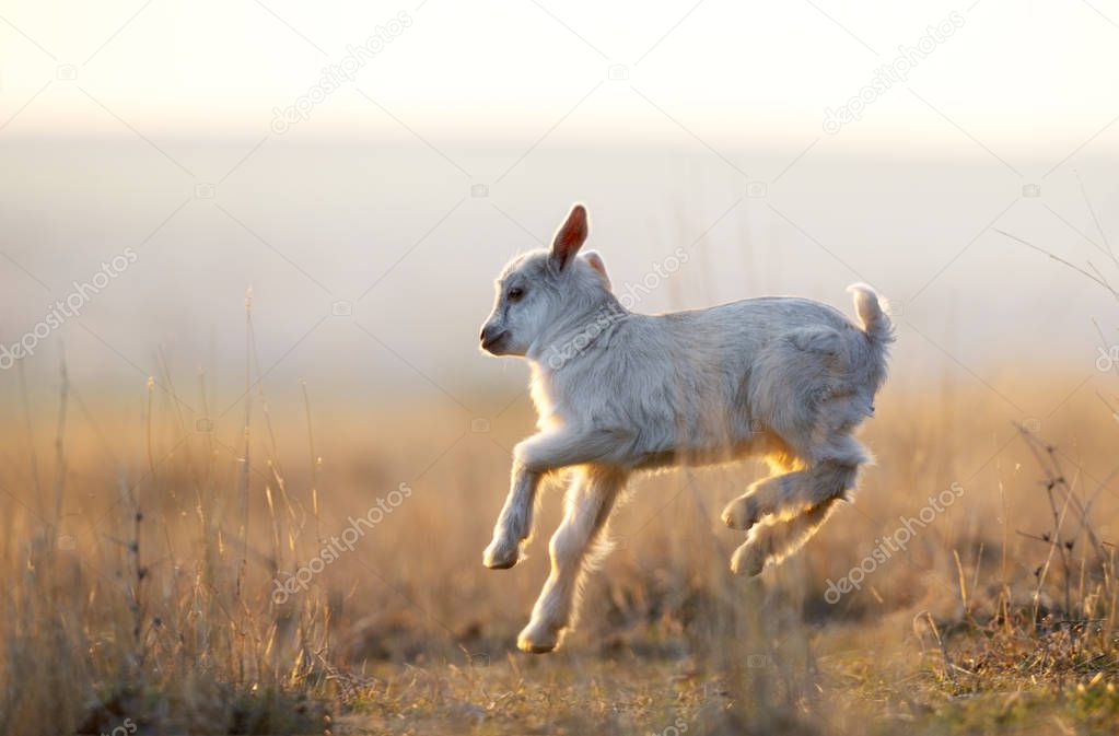Cute yeanling running on field at sunset