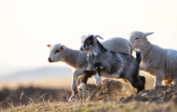 Cute Kid Lamb Running Farm Spring — Stock Photo, Image