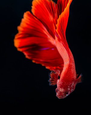 Beta balık, Watter balık mücadele