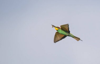 Uçuş bir arı yiyici gagasında yakalanmış bir gadfly tutar ve güneşli havalarda bulutların arka planına karşı yukarı hava akışı nda süzülür.