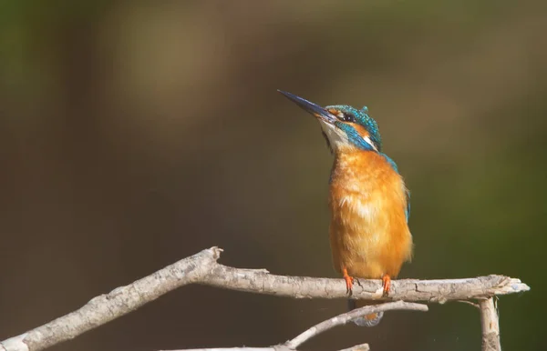 Hermosa Escena Naturaleza Con Martín Pescador Común Alcedo Atthis — Foto de Stock