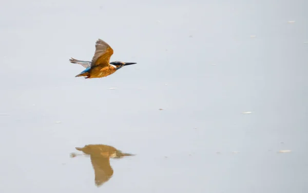 Kingfisher Vuelo Sobre Río — Foto de Stock