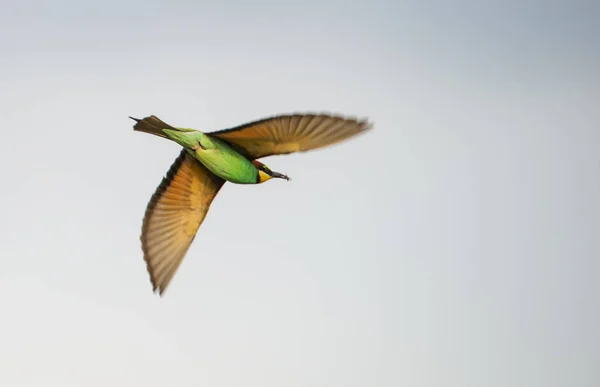 A bee-eater in flight holds a caught gadfly in its beak and soars in the upward air flow against the background of clouds in sunny weather.