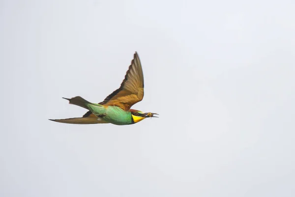 A bee-eater in flight holds a caught gadfly in its beak and soars in the upward air flow against the background of clouds in sunny weather.