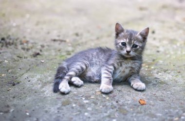 Sokakta üzgün küçük kedi