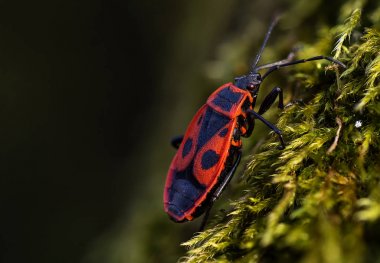 Firebug'ı, Pyrrhocoris apterus doğal ortamlarında, seçici odak