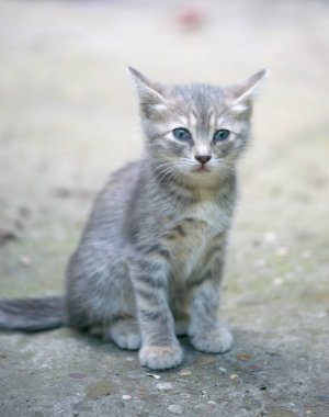 Sokakta üzgün küçük kedi