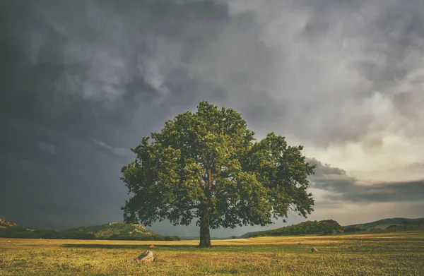 Alome Oake Árvore Campo Com Nuvens Tempestuosas Atrás — Fotografia de Stock