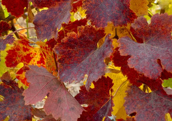 Reben Mit Roten Blättern Herbst — Stockfoto