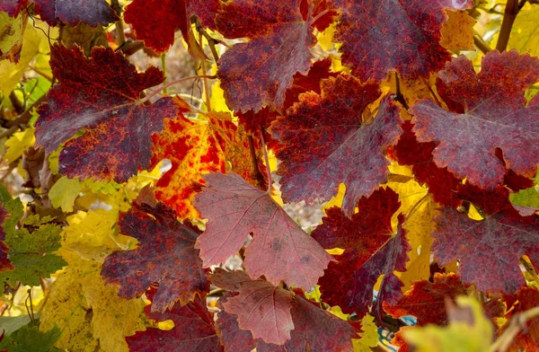 Viñas Con Hojas Rojas Otoño —  Fotos de Stock