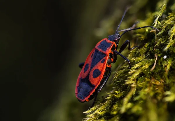 Firebug Pyrrhocoris Apterus Hábitat Natural Enfoque Selectivo — Foto de Stock
